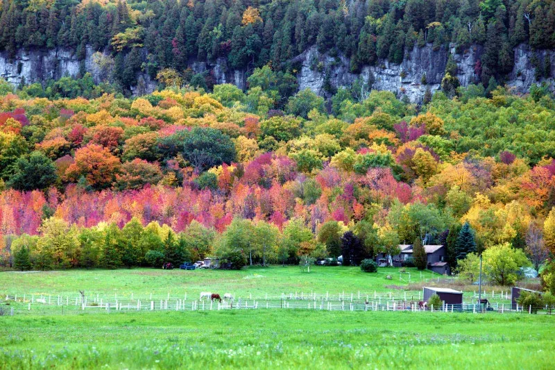 A horse grazing in a field near a forest in rural Milton.