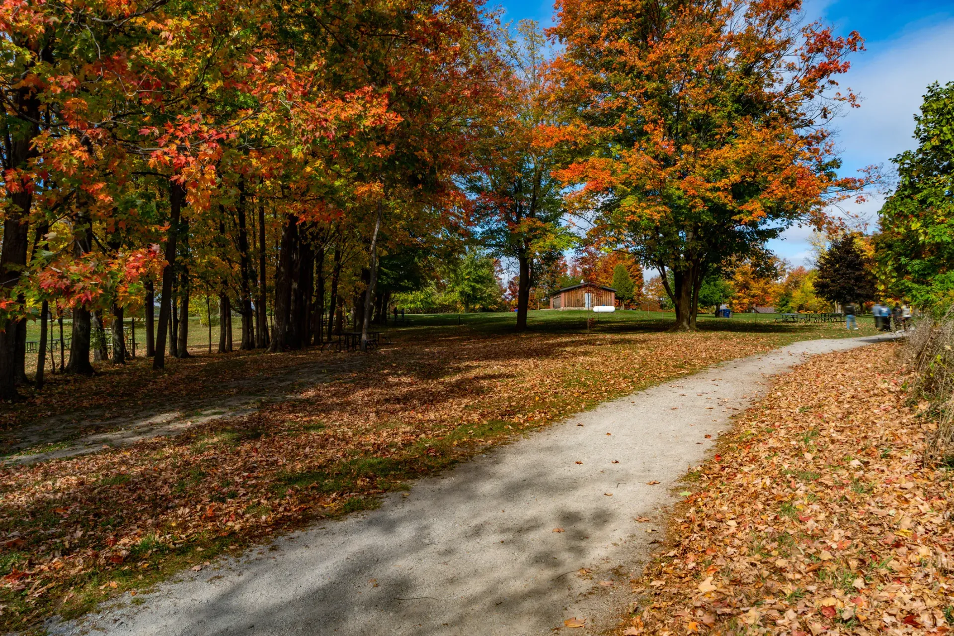 A path in the woods covered in leaves on a sunny day.