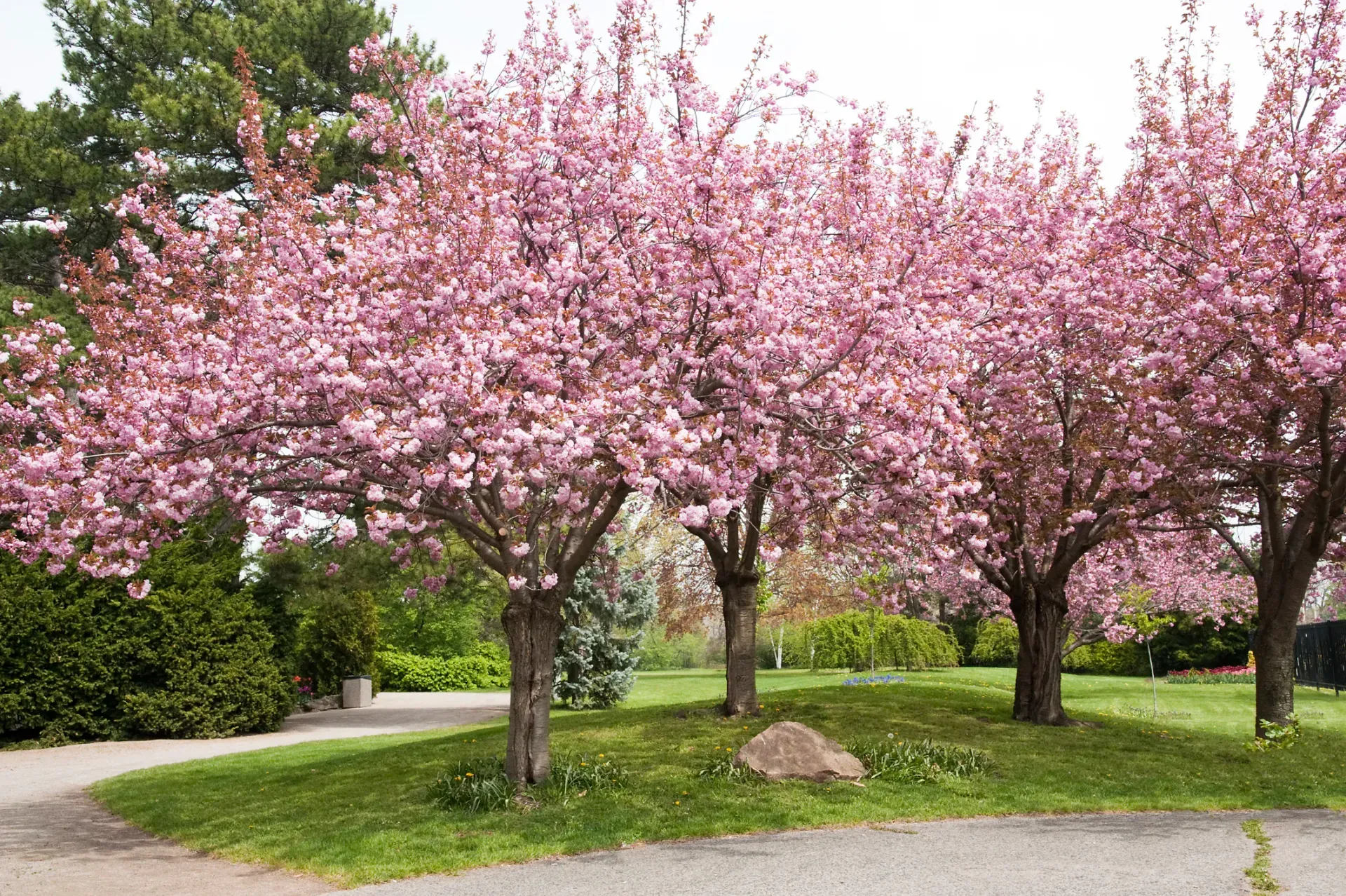 A row of cherry blossom trees in a park with pink flowers.